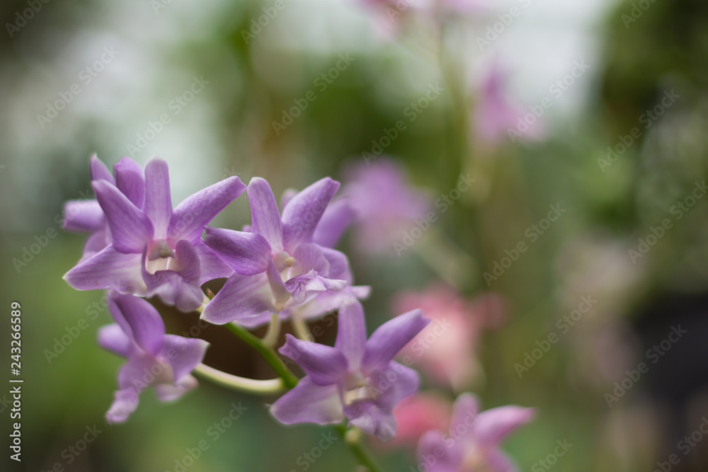 purpler orchid offset with a blurred background purpler orchid offset with a blurred background