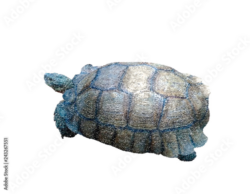 Turtle. Isolated on white b...