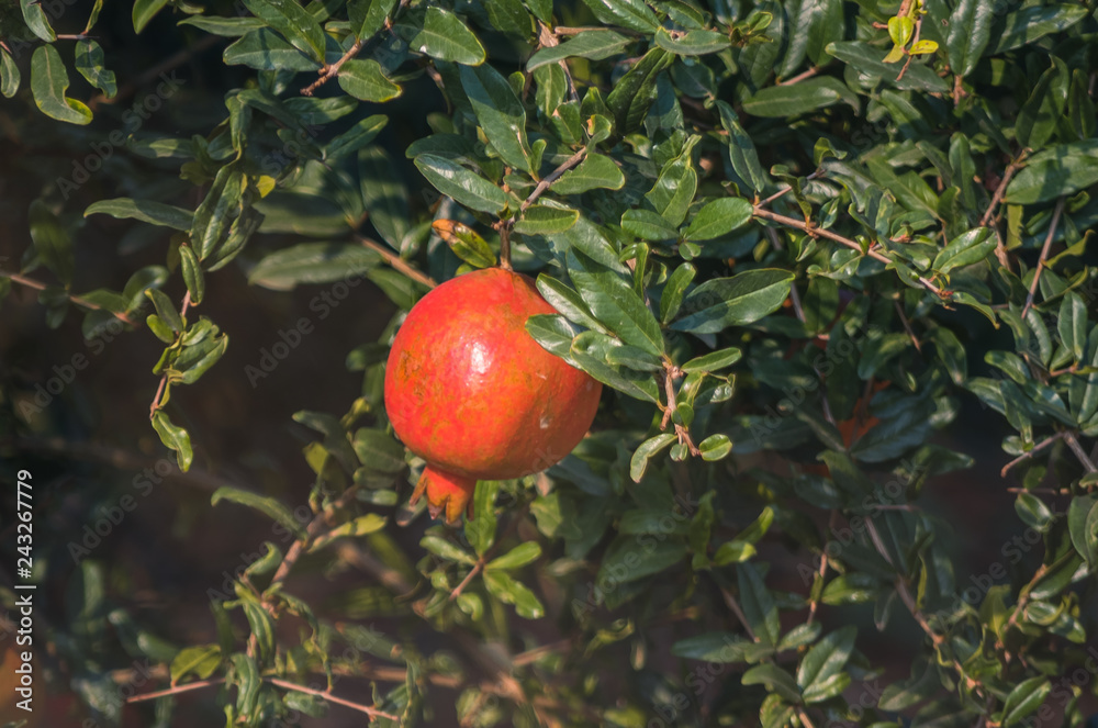 Pomegranate In The Plant