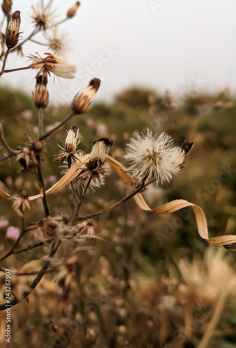 wild flowers in the field