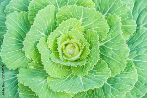 Blurred for Background.Natural fresh green cabbage (Ornamental Kale) with dew drops for texture.