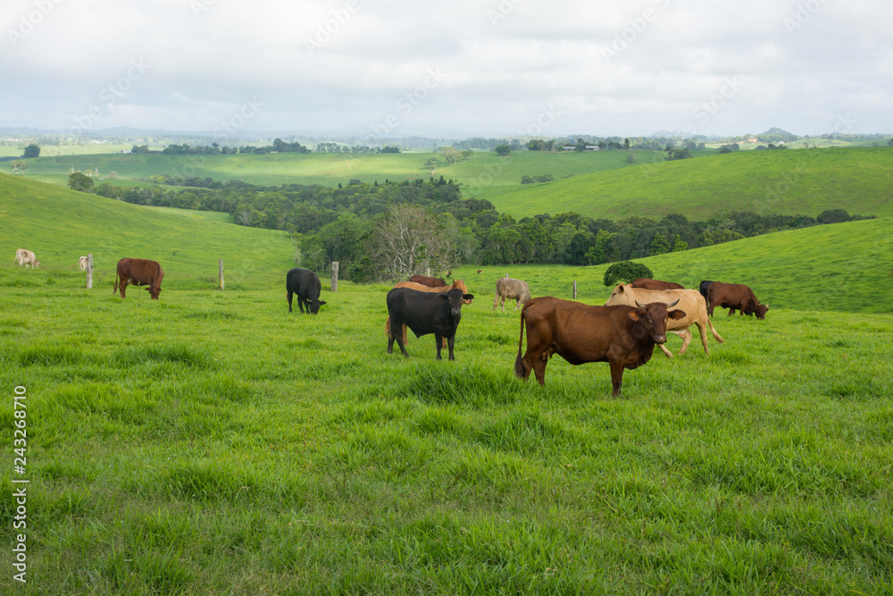 Cows in a field with rolling hills 