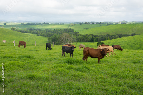 Cows in a field with rolling hills 
