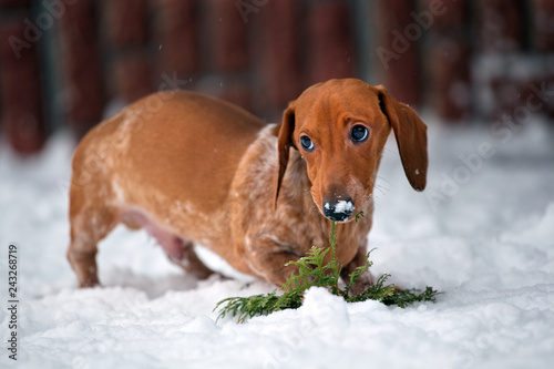 dachshund dog winter garden snow  © jonicartoon