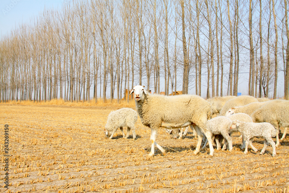 Obraz premium sheep in paddy fields