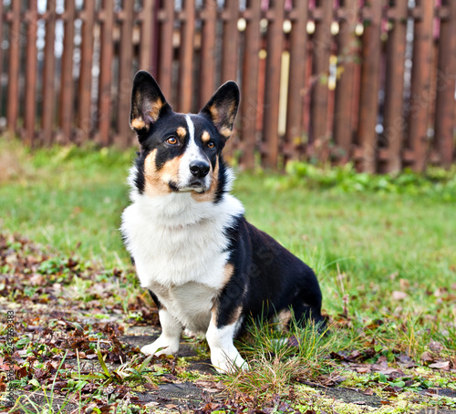 Dog breed Welsh Corgi Cardigan portrait on nature