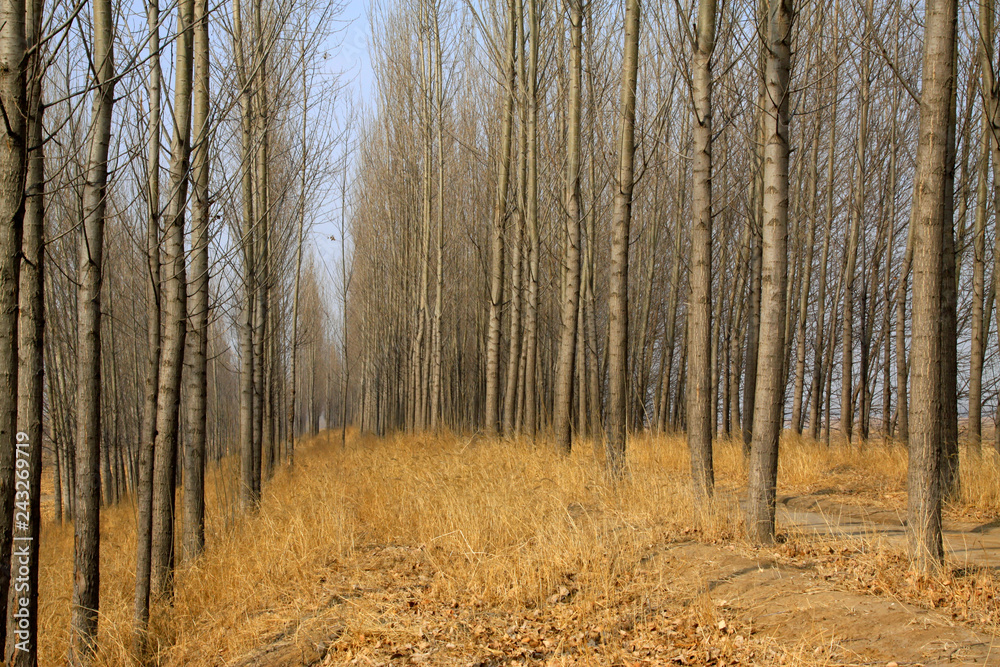 Fototapeta premium trees and thatch