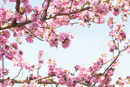 Flowering of the apple tree. Spring background of blooming flowers. White and pink flowers. Beautiful nature scene with a flowering tree. Spring flowers. Abstract blurred background