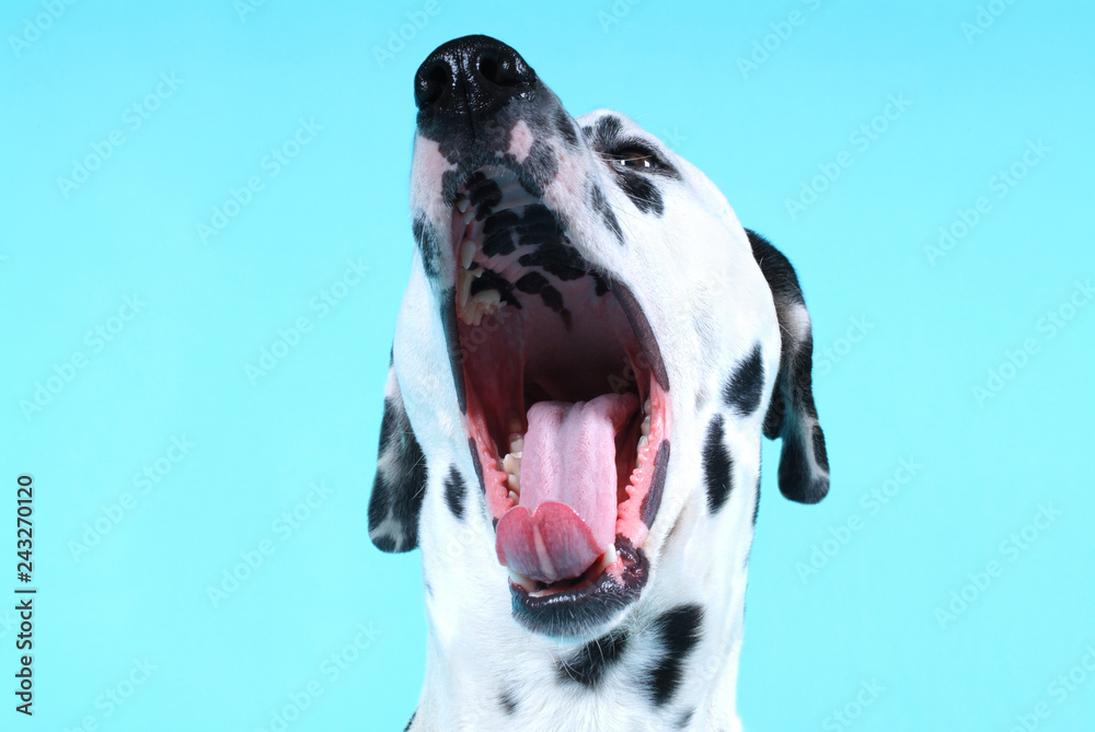head shot of a dalmatian with its mouth wide open, against a blue background