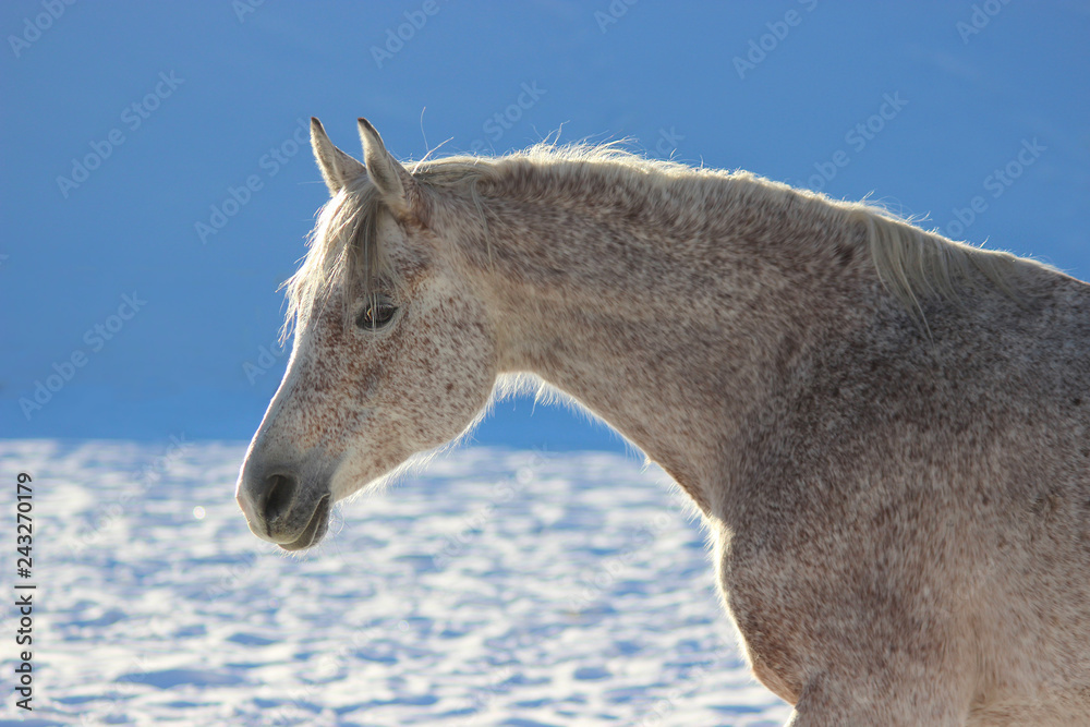 horse champion breed purebred arab winter