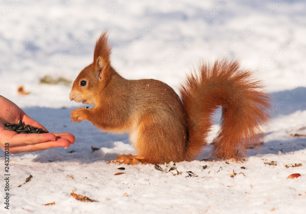 red squirrel takes food from hands in a winter park in the snow. hand feed