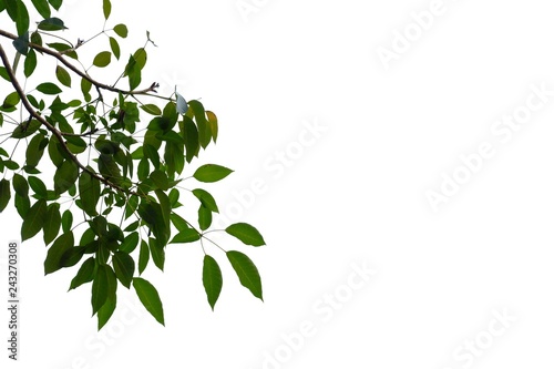 Young tropical plant leaves with branches on white isolated background for green foliage backdrop 