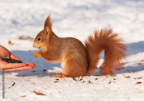 red squirrel takes food from hands in a winter park in the snow. hand feed © Anna