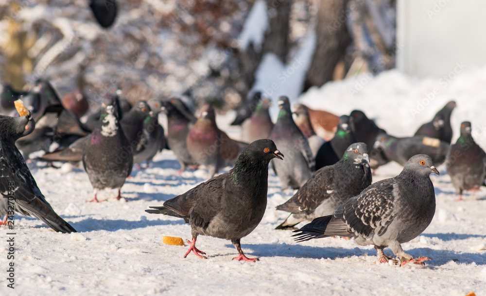 pigeons in the snow eat crumbs in the winter park