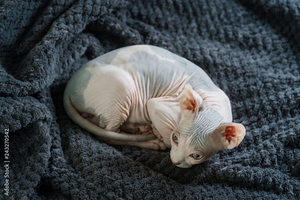 Adorable Sphynx kitten resting Adorable Sphynx kitten resting
