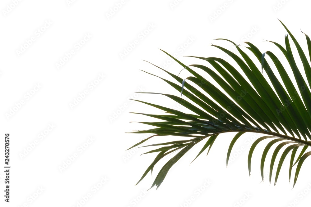 Coconut leaves on white isolated background for green foliage backdrop Coconut leaves on white isolated background for green foliage backdrop