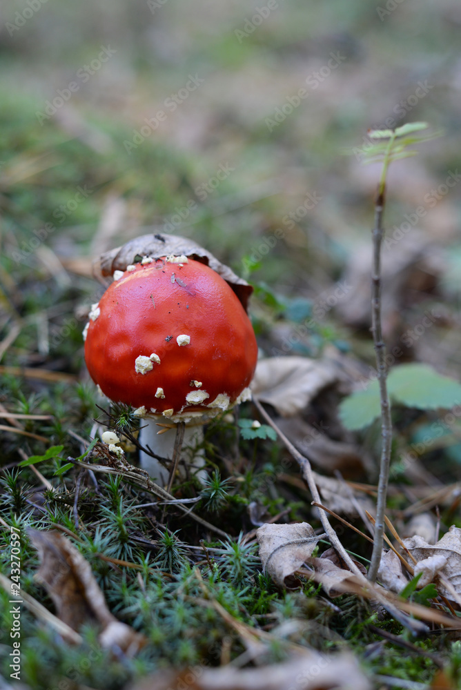 Fly-agaric. Red agaric. Amanita mushroom in a autumn forest. Fly-agaric. Red agaric. Amanita mushroom in a autumn forest.