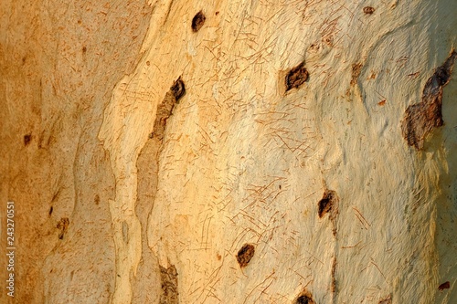 Close up brown rough skin pattern of a tropical hardwood for background texture 