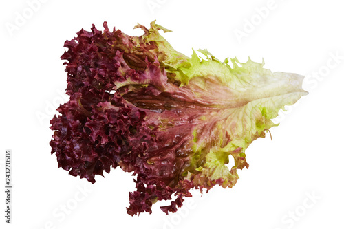 Fresh Oak Leaf lettuce isolated on white background   photo