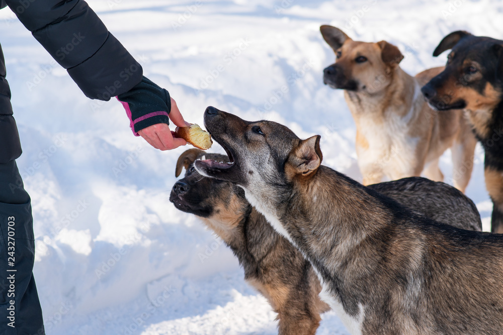 Naklejka premium stray dog that lives on the street mongrel in the snow. Hungry stray puppy takes bread out of hand
