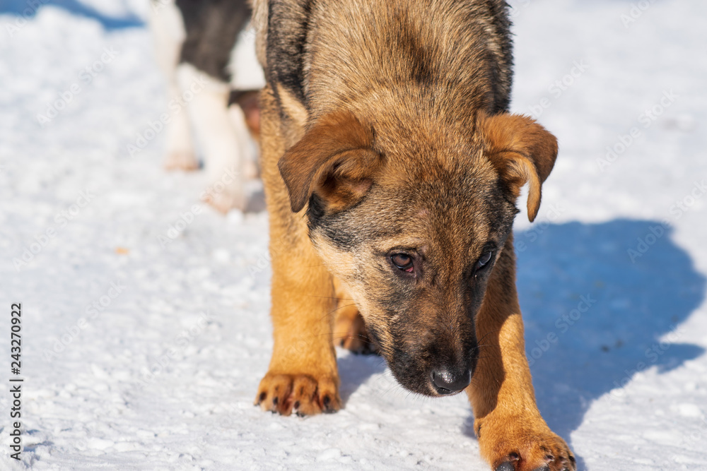 Naklejka premium stray dog that lives on the street mongrel in the snow