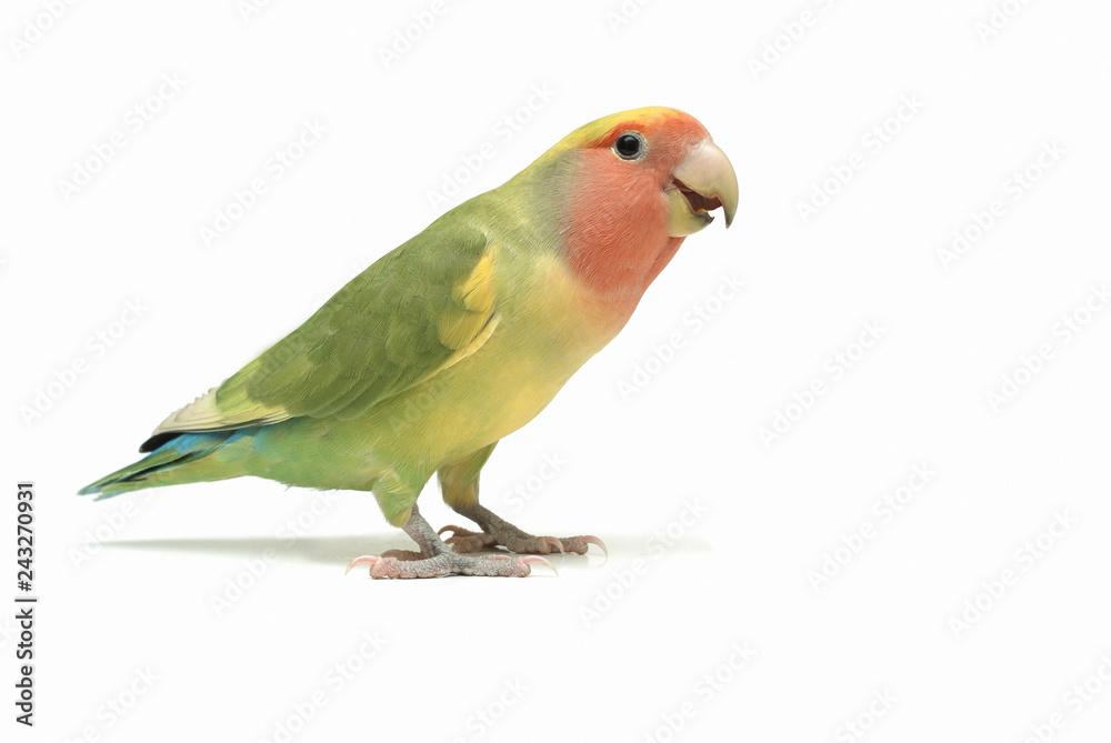 A peach-faced lovebird standing in a white setting.