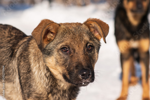 Closeup of puppy stray dog mongrel in the snow