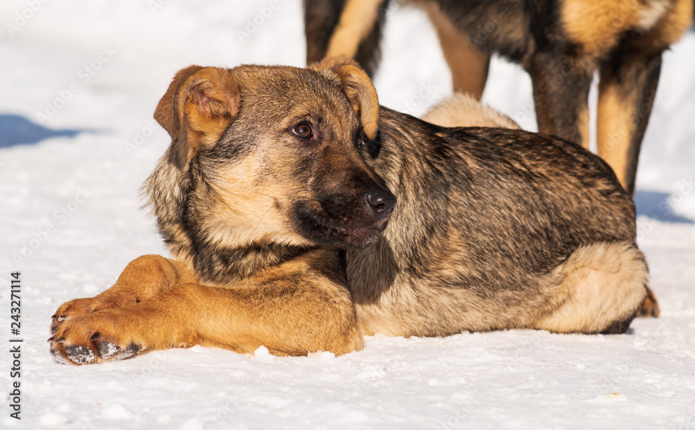stray dog that lives on the street mongrel in the snow stray dog that lives on the street mongrel in the snow