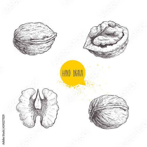 Hand drawn sketch style walnuts set.  Single whole, half and walnut seed. Eco healthy food vector illustration. Isolated on white background. Retro style.