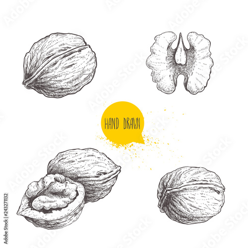 Hand drawn sketch style walnuts set. Single whole, half and walnut seed. Eco healthy food vector illustration. Isolated on white background. Retro style.