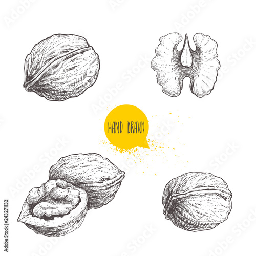 Hand drawn sketch style walnuts set.  Single whole, half and walnut seed. Eco healthy food vector illustration. Isolated on white background. Retro style.