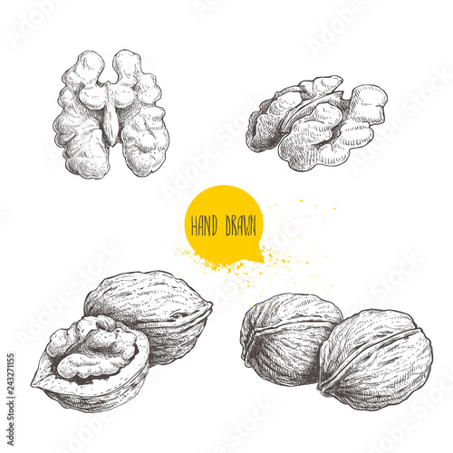 Hand drawn sketch style walnuts set. Single whole, half and walnut seed. Eco healthy food vector illustration. Isolated on white background. Retro style.