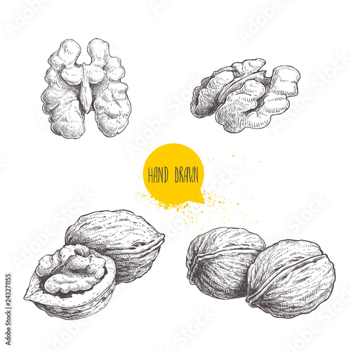 Hand drawn sketch style walnuts set.  Single whole, half and walnut seed. Eco healthy food vector illustration. Isolated on white background. Retro style.