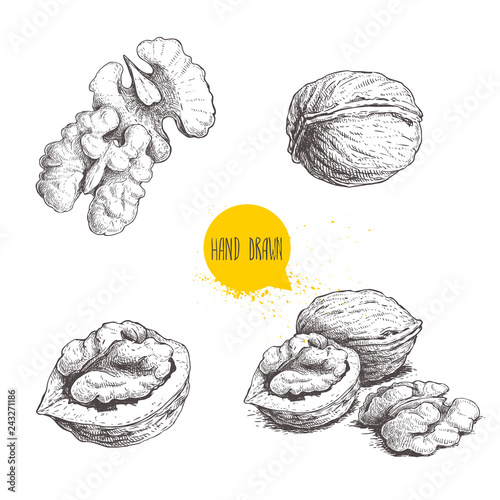 Hand drawn sketch style walnuts set.  Single whole, half and walnut seed. Eco healthy food vector illustration. Isolated on white background. Retro style.