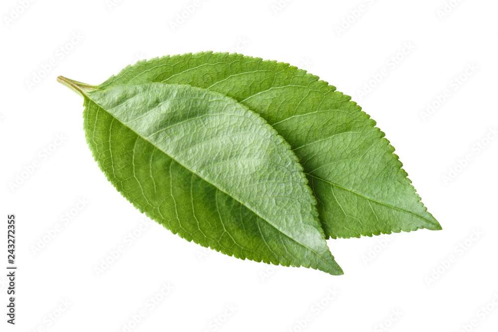 Fototapeta premium Two green leaves, isolated on white background