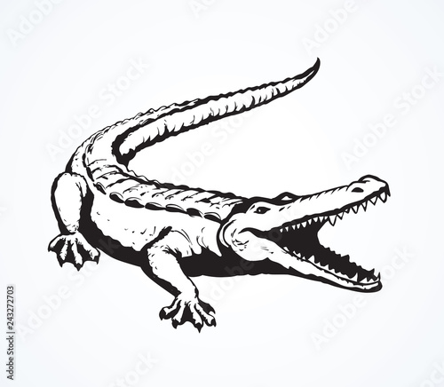 Crocodile. Vector drawing