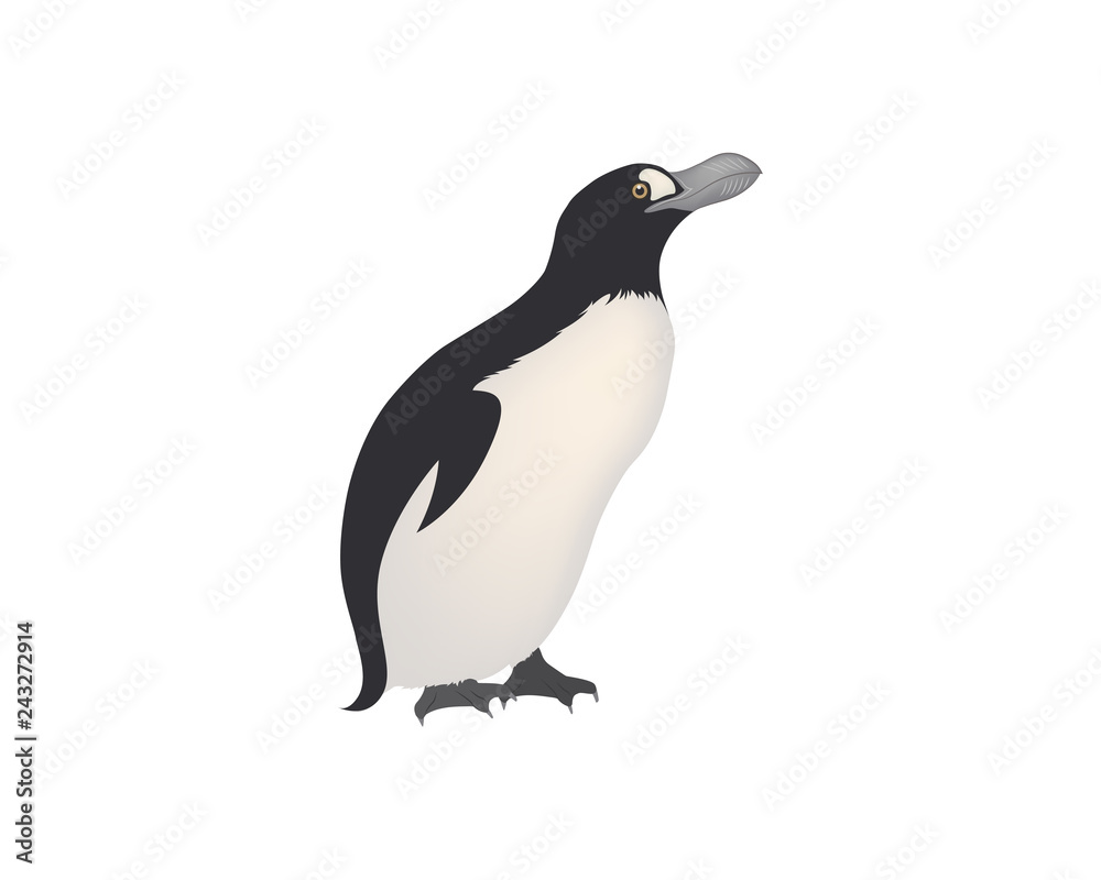 Obraz premium African penguin on the white background.