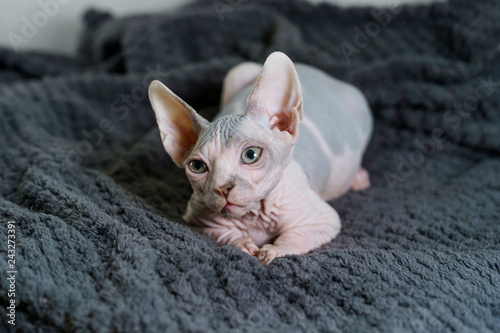 Beautiful Sphynx kitten relaxing photo