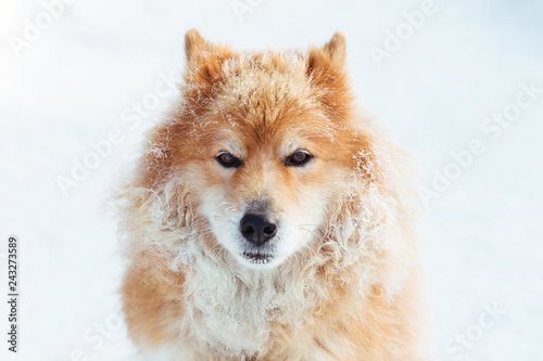 Portrait of fluffy red dog outdoors in winter on snow © hdesert