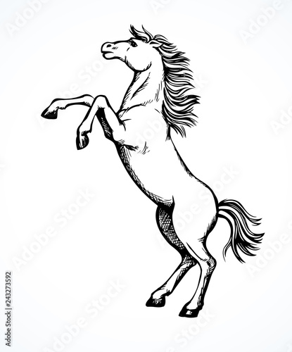 Horse began to buck. Vector drawing
