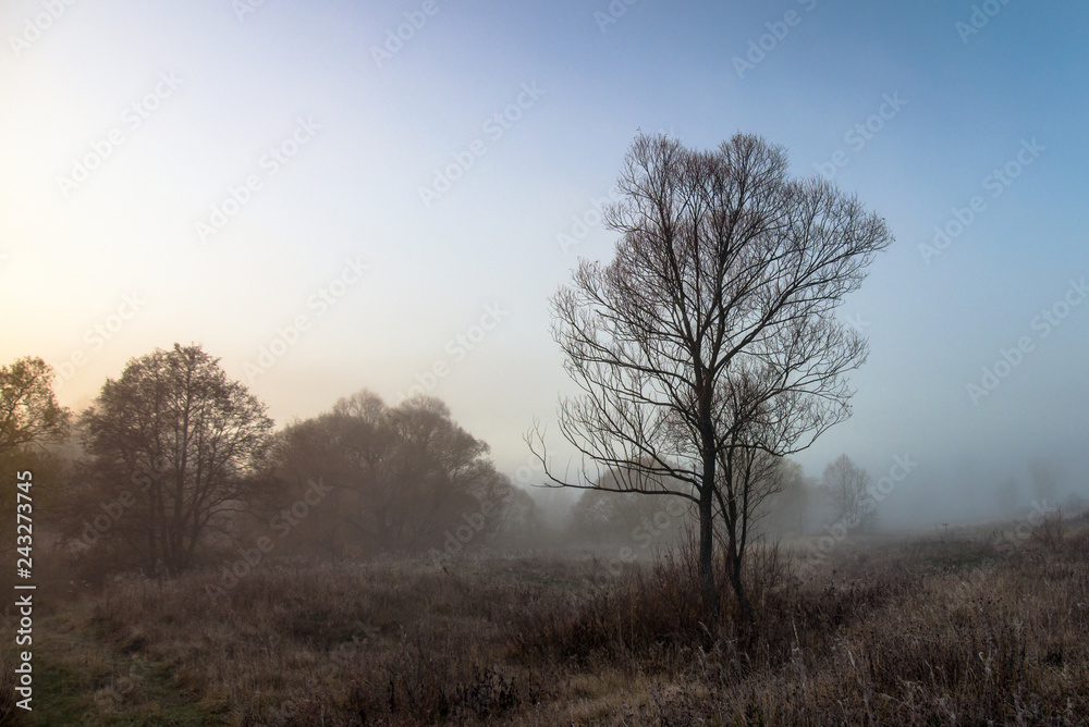 Tree in fog