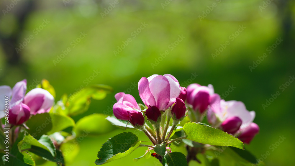 Flowering of the apple tree. Spring background of blooming flowers. White and pink flowers. Beautiful nature scene with a flowering tree. Spring flowers. Abstract blurred background Flowering of the apple tree. Spring background of blooming flowers. White and pink flowers. Beautiful nature scene with a flowering tree. Spring flowers. Abstract blurred background
