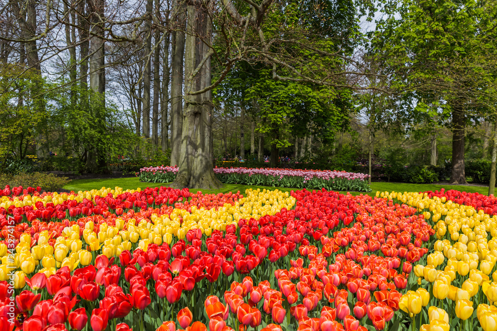 Flowers in garden Keukenhof Netherlands Flowers in garden Keukenhof Netherlands
