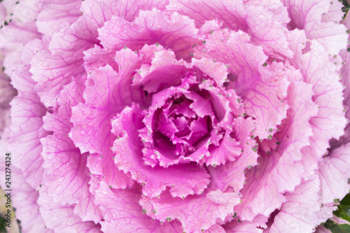 Blurred for Background.Natural fresh purple cabbage (Ornamental Kale) with dew drops for texture.