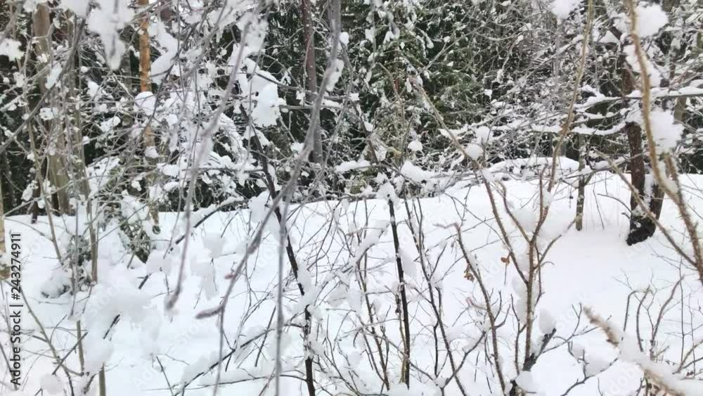 Snow covered branch in forest. Clean nature in Finland. Snow covered branch in forest. Clean nature in Finland.