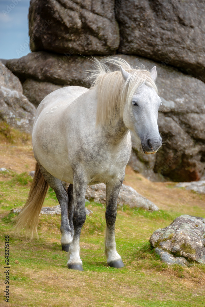 Fototapeta premium Dartmoor Pony near Saddle Tor, Dartmoor, Devon, UK