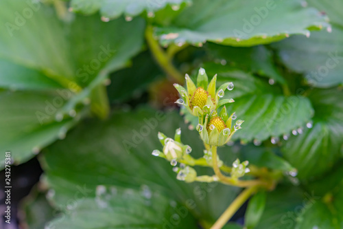いちご農家のビニールハウス　いちごの葉水