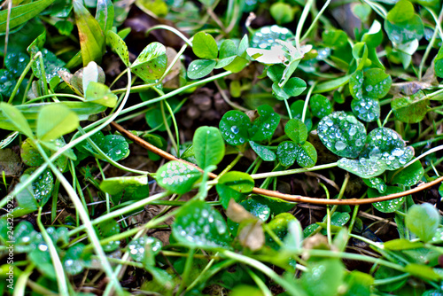 close up of clovers bathed bymorning dew
