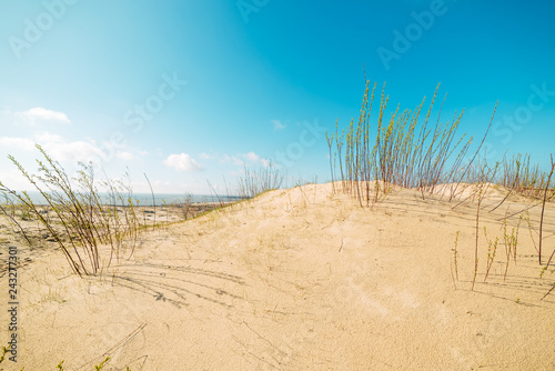 Fototapeta Naklejka Na Ścianę i Meble -  View of the sand dunes in hot weather on a summer sunny day, beautiful blue sky