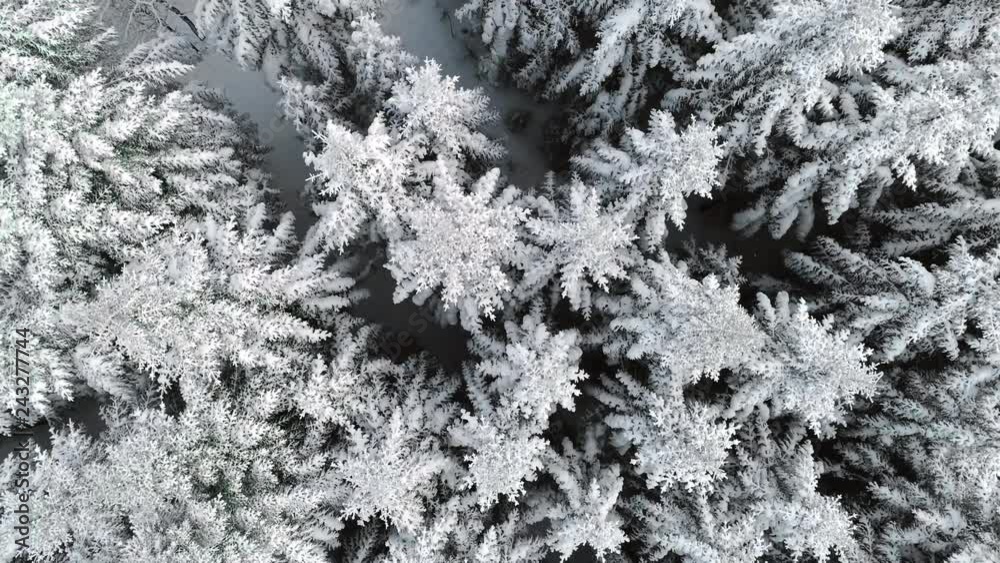Aerial view of forest in beautiful winter scenery Aerial view of forest in beautiful winter scenery